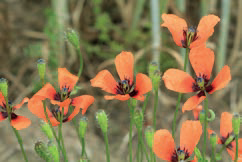 Euregionale Botanisch Bijeenkomst 2022 over Akkerflora